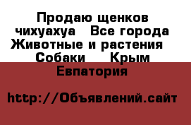 Продаю щенков чихуахуа - Все города Животные и растения » Собаки   . Крым,Евпатория